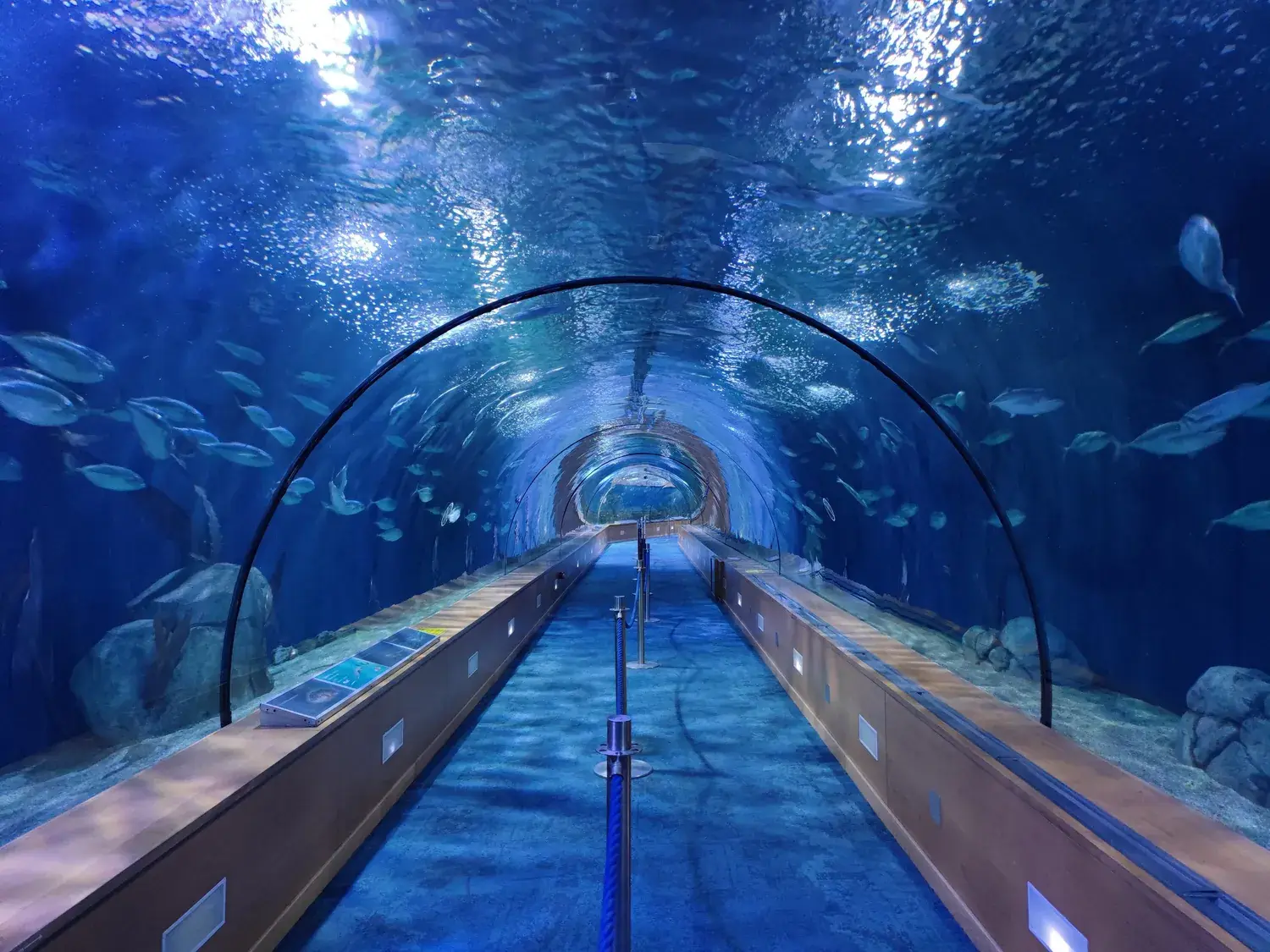 Bezoekers in de lange onderwatertunnel van het Oceanogràfic, omringd door vissen