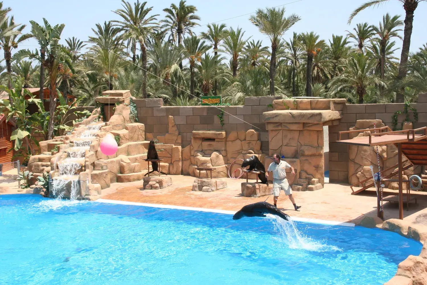 León marino saltando en la piscina durante la exhibición de Río Safari, ante las palmeras