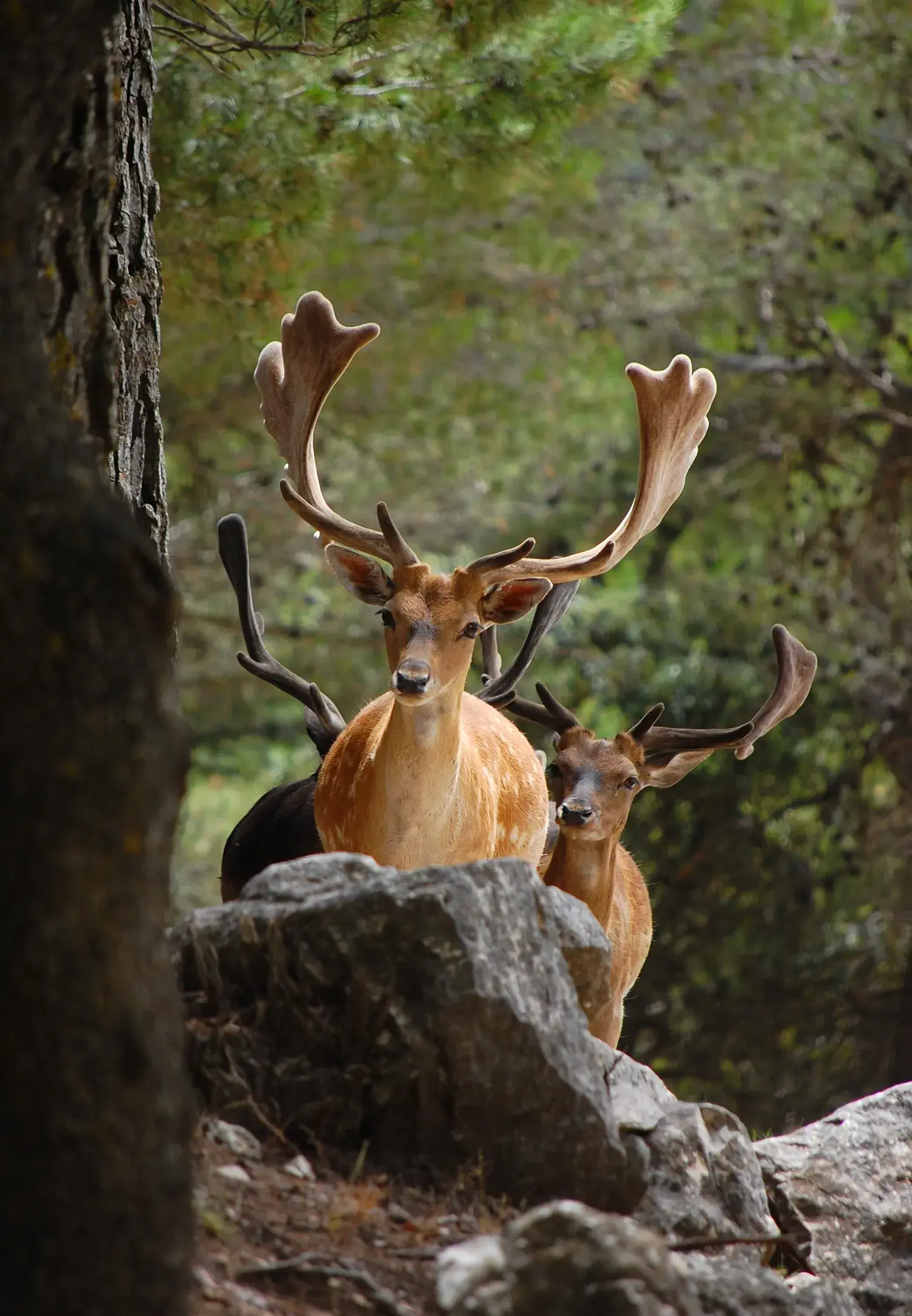 Deux daims aux grands bois observant le photographe dans la forêt du Safari Aitana