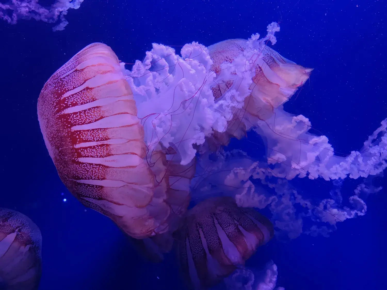Roze kwal met lange tentakels verlicht in een donker aquarium