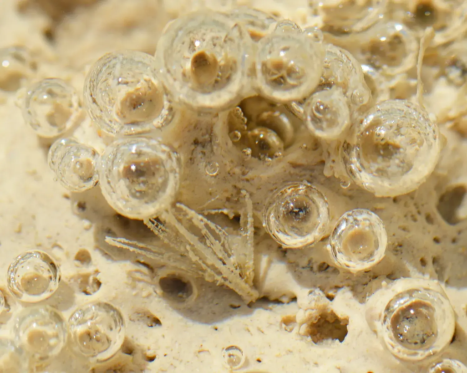 Close-up of crystallised salt bubbles on the shore of the Torrevieja salt lake