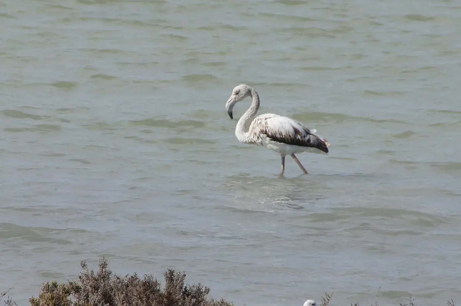Young flamingo wading in the water of the Santa Pola salt flats