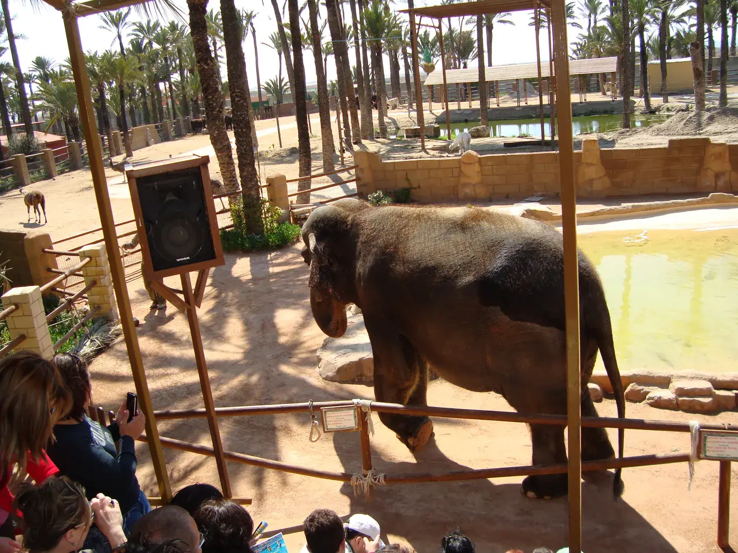 Elefante en su recinto de Río Safari Elche, observado por visitantes