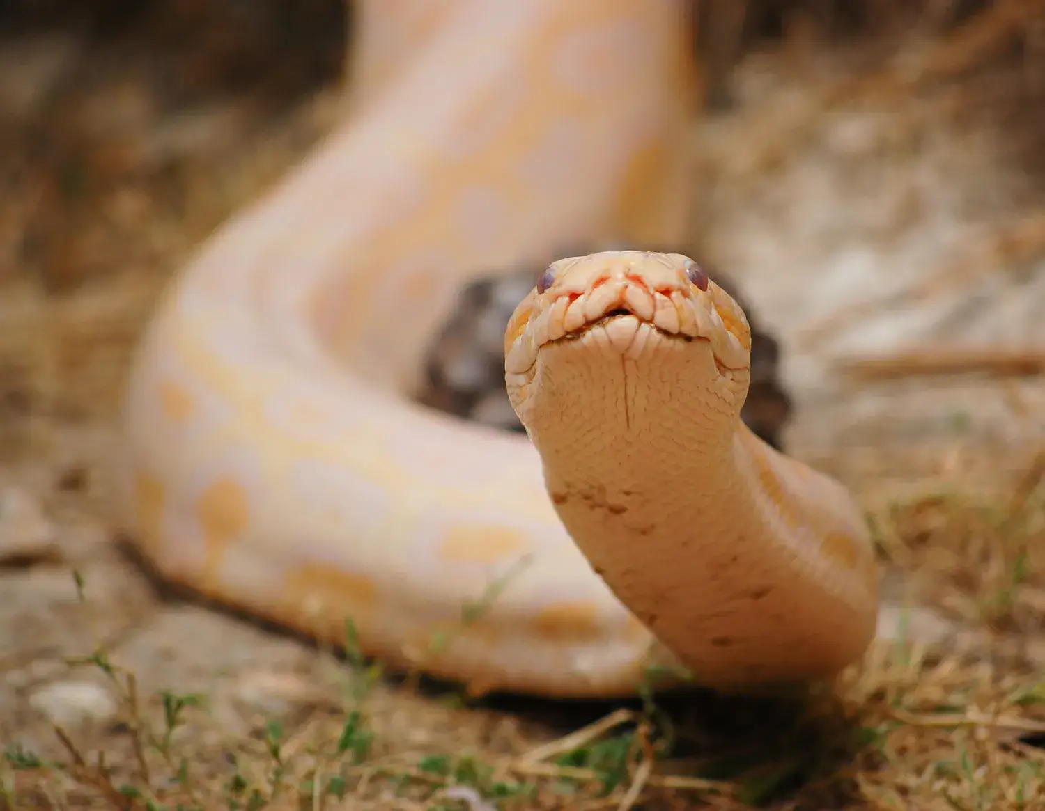 Python albinos jaune pâle enroulé, la tête dressée vers l’objectif