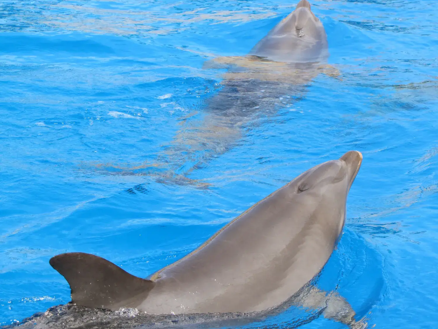 Delfín nadando en la superficie de la gran piscina de Mundomar