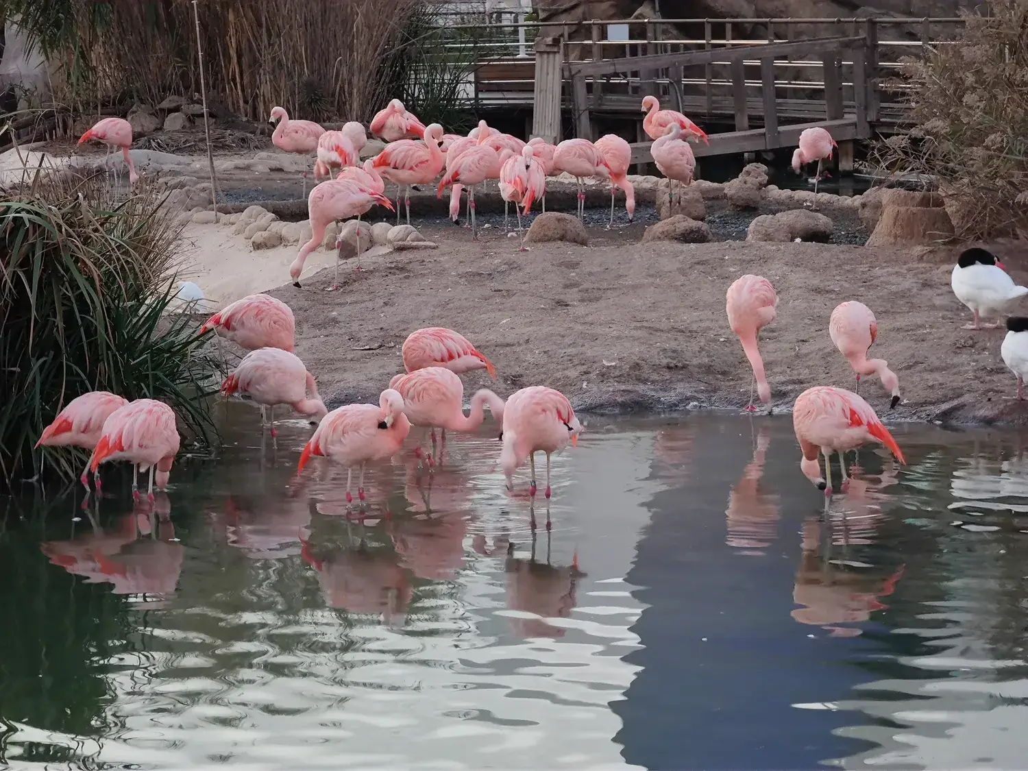 Groep flamingo’s in de tuinen van het Oceanogràfic