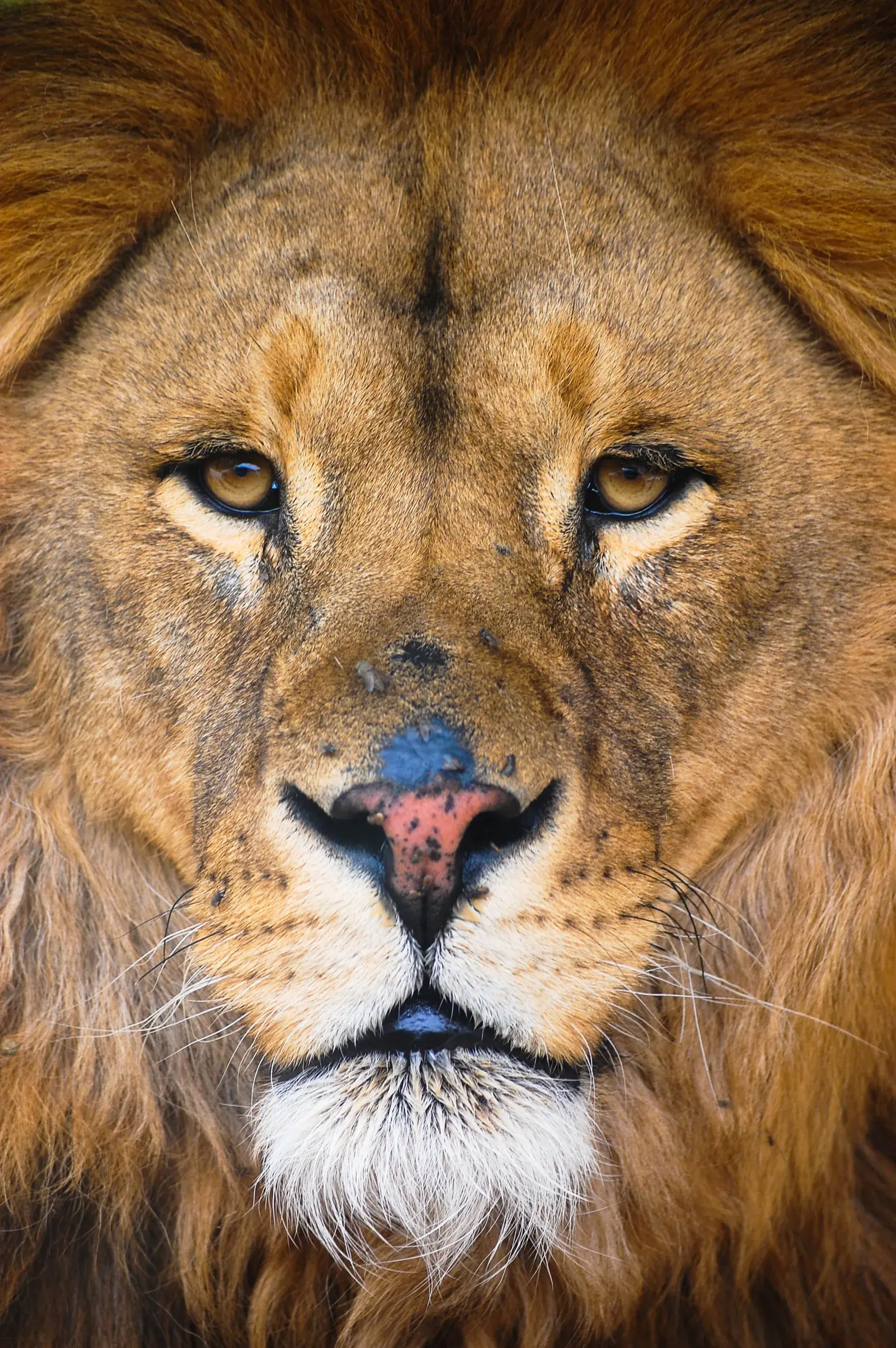 Close-up portrait of a lion with a piercing gaze at Safari Aitana