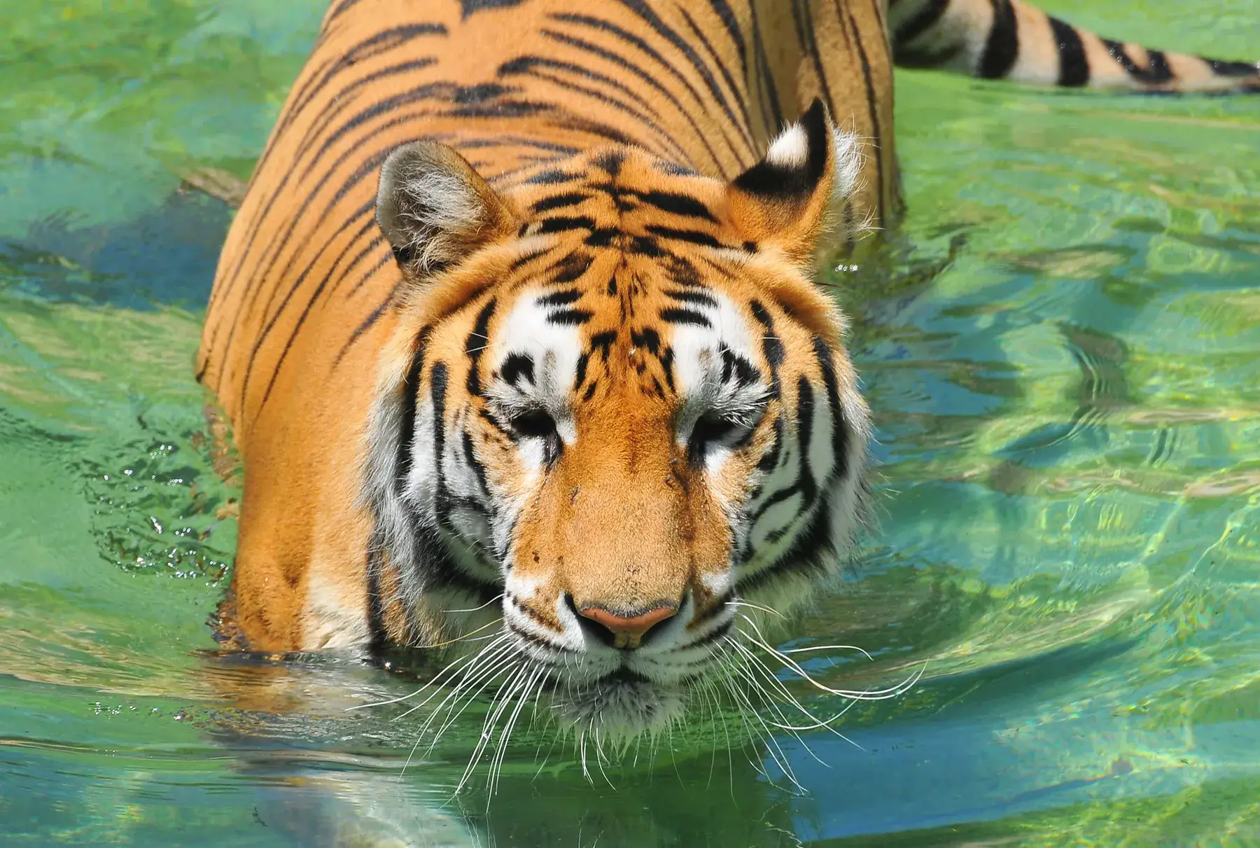 Tiger cooling off in the water of its enclosure at Terra Natura Benidorm