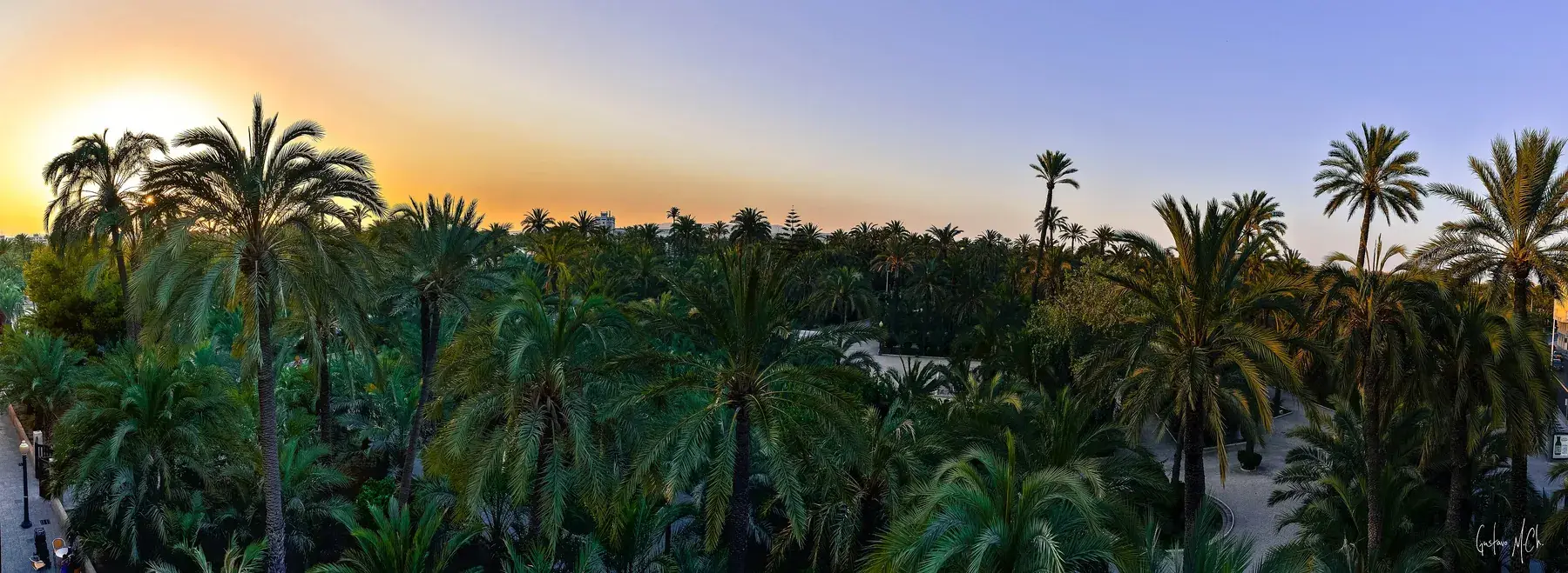 Panoramic view of Elche's palm grove at sunset, a sea of palm trees
