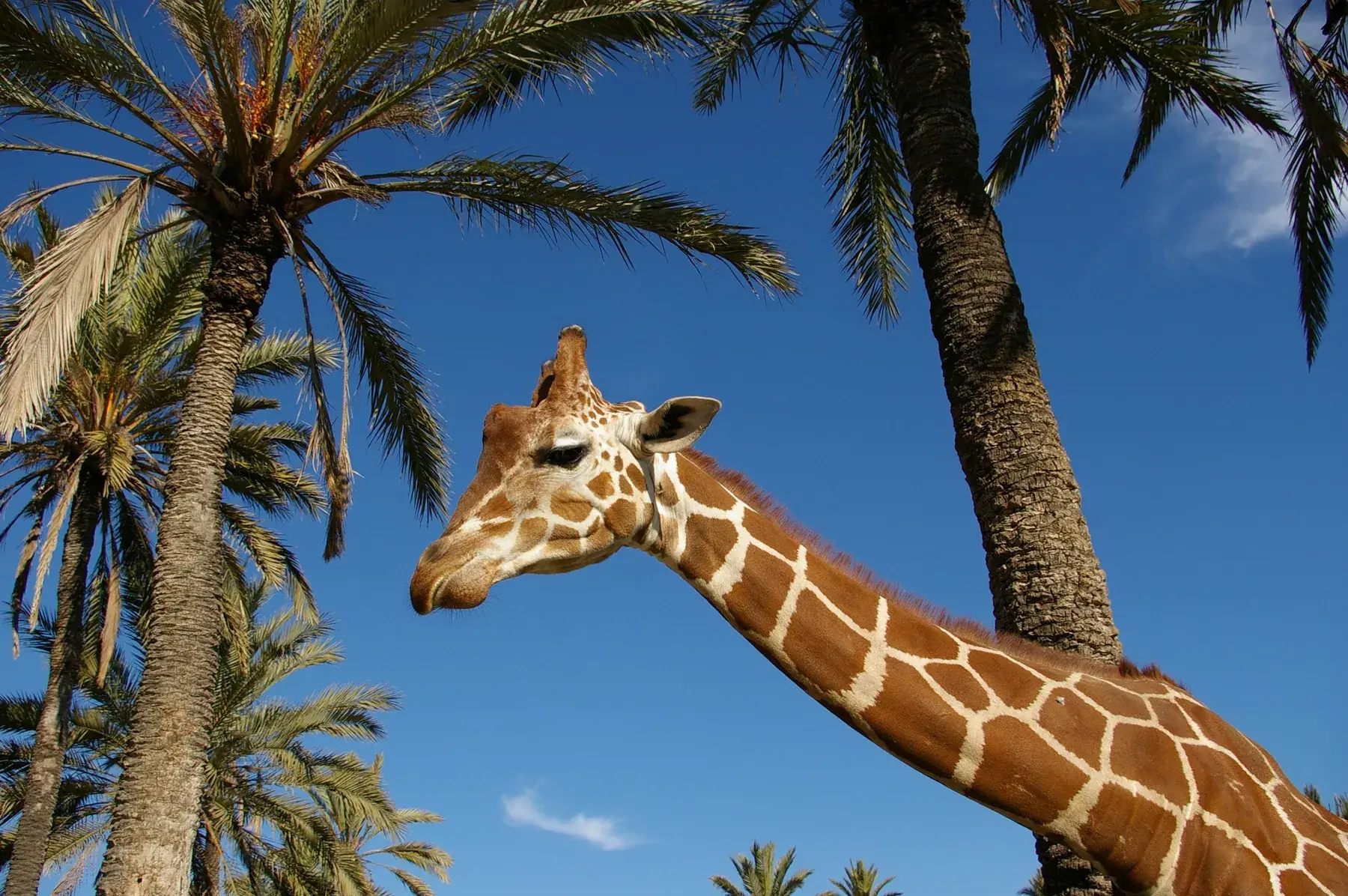 Giraffe rising above the palm trees under a blue sky at Río Safari Elche
